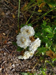 Obraz na płótnie Canvas white rose in the garden