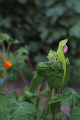 Green Anole Lizard - Anolis carolinensis on Lantana Flower, Shallow DOF