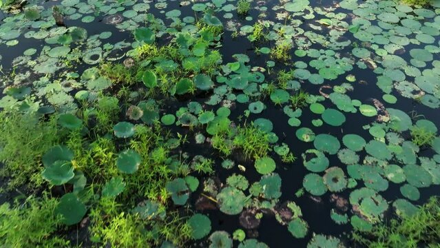 Lily Pads on the Pond Surface