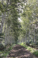 どこまでも続く白樺路