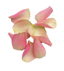 Pink rose petals heap isolated  on white.