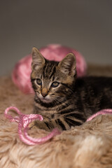 A delightful brindle kitten close-up on a gray background with balls of thread.