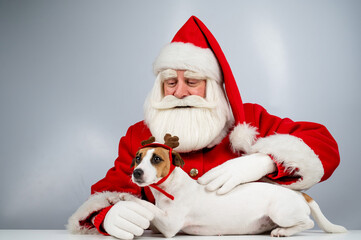 Portrait of santa claus and dog jack russell terrier in rudolf reindeer ears on a white background. 