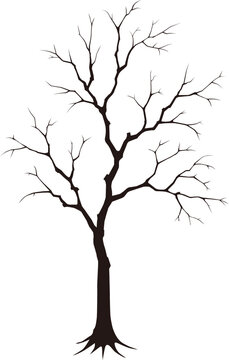 枯れ木 の画像 14 623 件の Stock 写真 ベクターおよびビデオ Adobe Stock