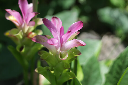 pink flower Curcuma zanthorrhiza