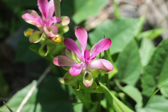 pink flower Curcuma zanthorrhiza