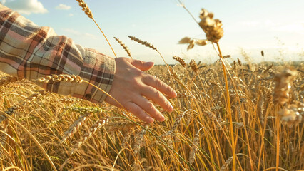 A woman's hand in a plaid shirt touches the golden ears of wheat in the sunset light
