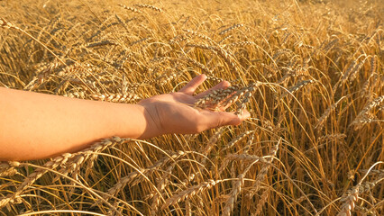 Woman's hand touches golden wheat spikelets against the background of a wheat field