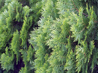 close-up branches and green needle leaves of japanese cypress shrubs