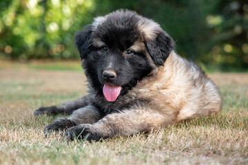 Two months old Estrela Mountain Dog puppy.It is a large breed of dog from the Estrela Mountains of...