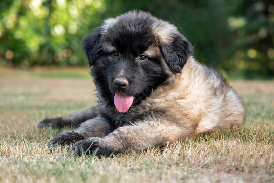 Two months old Estrela Mountain Dog puppy.It is a large breed of dog from the Estrela Mountains of Portugal bred to guard herds and homesteads.It is"one of the oldest breeds in the Iberian Peninsula.