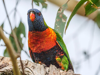 Rainbow Lorikeet Looks