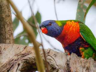 Rainbow Lorikeet Quizzical