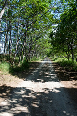 dirt trail with tree shadows in the middle of a forest on the bright day