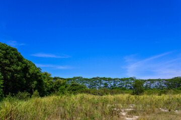 Fototapeta na wymiar a quiet savannah in a conservation area in indonesia on a sunny day with blue sky