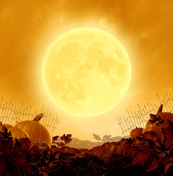Halloween night poster and Autumn party background with an orange moon glowing on a grungy old creepy pumpkin patch