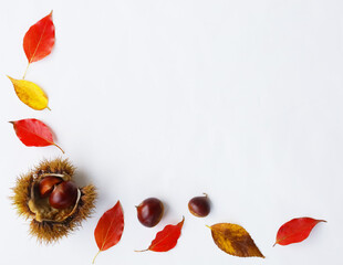 autumn frame with leaves