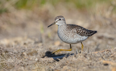 Wood Sandpiper  - Tringa glareola - in spring on the migration way