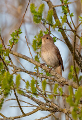 The thrush nightingale - Luscinia luscinia - male bird at the wet fields in spring
