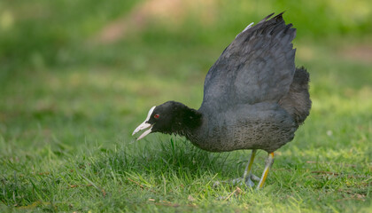 Eurasian coot - Fulica atra - adult bird in spring
