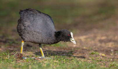 Eurasian coot - Fulica atra - adult bird in spring