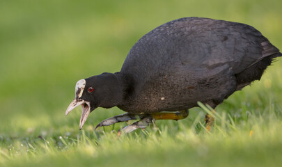 Eurasian coot - Fulica atra - adult bird in spring