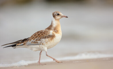 Black-headed Gull - Chroicocephalus ridibundus - juvenile bird on a sea cost 