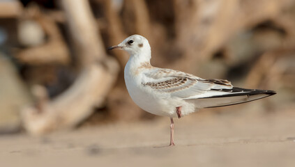 Black-headed Gull - Chroicocephalus ridibundus - juvenile bird on a sea cost 