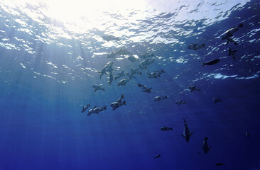 Underwater photography of a Trevally fish. From a scuba dive.