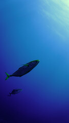Underwater photography of a fish in the blue sea