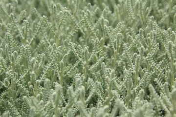 サントリナの葉と花