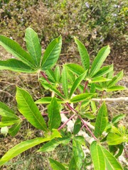 cassava tree in the garden