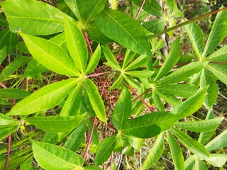 cassava tree in the garden
