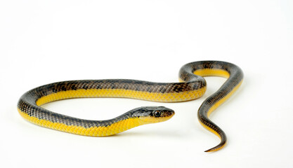 Yellow-bellied Liophis, Yellow bellied Snake // Goldbauch-Buntnatter (Erythrolamprus poecilogyrus / Liophis poecilogyrus )