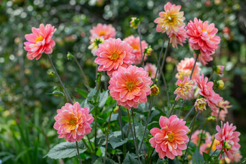 Gorgeous pink dahlias in a flower bed. Gardening, perennial flowers. Floral background.