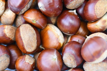 chestnut food autumn brown fruit nut