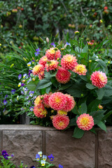 Gorgeous pink dahlias in a flower bed. Gardening, perennial flowers. Floral background.