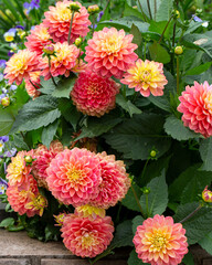 Gorgeous pink dahlias. Gardening, perennial flowers. Floral background.