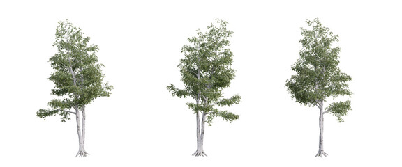 tree isolated on transparent background , tree 3d render
