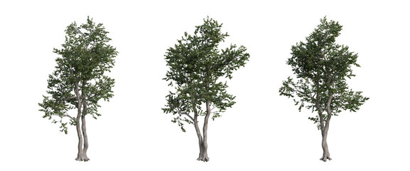 tree isolated on transparent background , tree 3d render