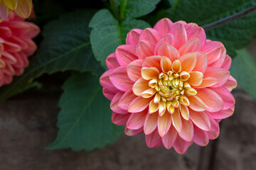 Gorgeous pink dahlias. Gardening, perennial flowers. Floral background.