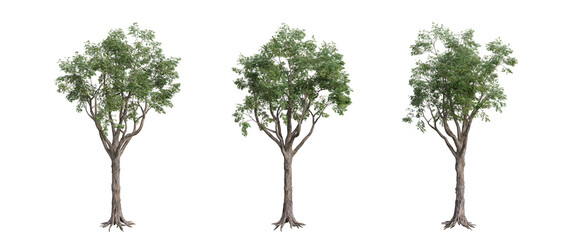 tree isolated on transparent background , tree 3d render