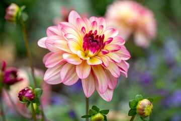 Delicate pink dahlia on a background of summer greenery. Perennial plants, gardening.