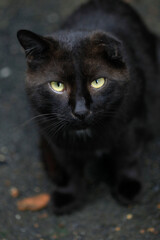 Portrait of black wild steert cat
