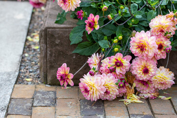 Flower bed with lush dahlias in the garden. Perennial flowers, horticulture, garden design.