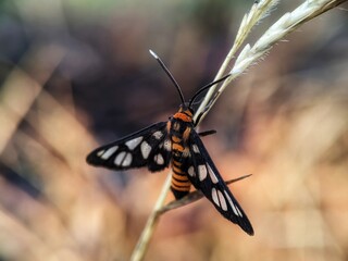 butterfly on a flower
