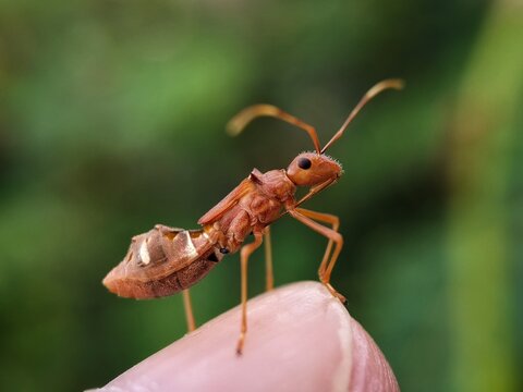 Red Ants On Fingertips
