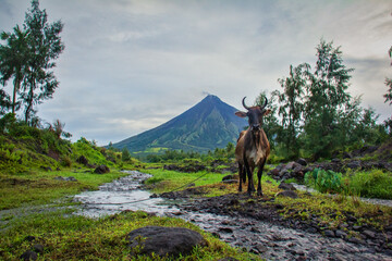 River from Mayon Volcano and Cow in Legazpi City Albay Philippines