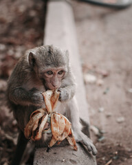 A monkey eating a banana on the side of the road in Cambodia