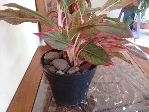 Aglonema red plant in a pot